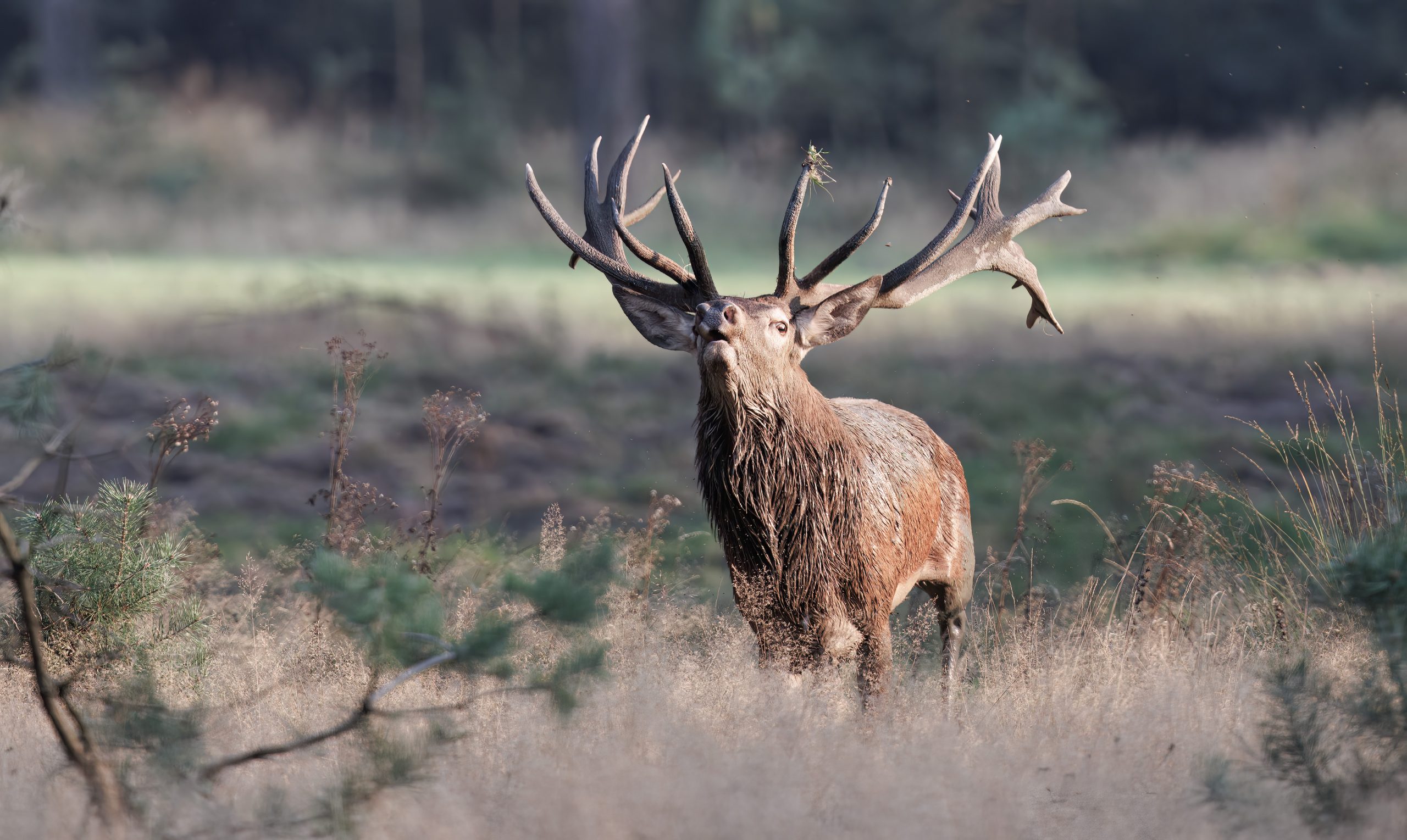 Herten Bronst op de Hoge Veluwe