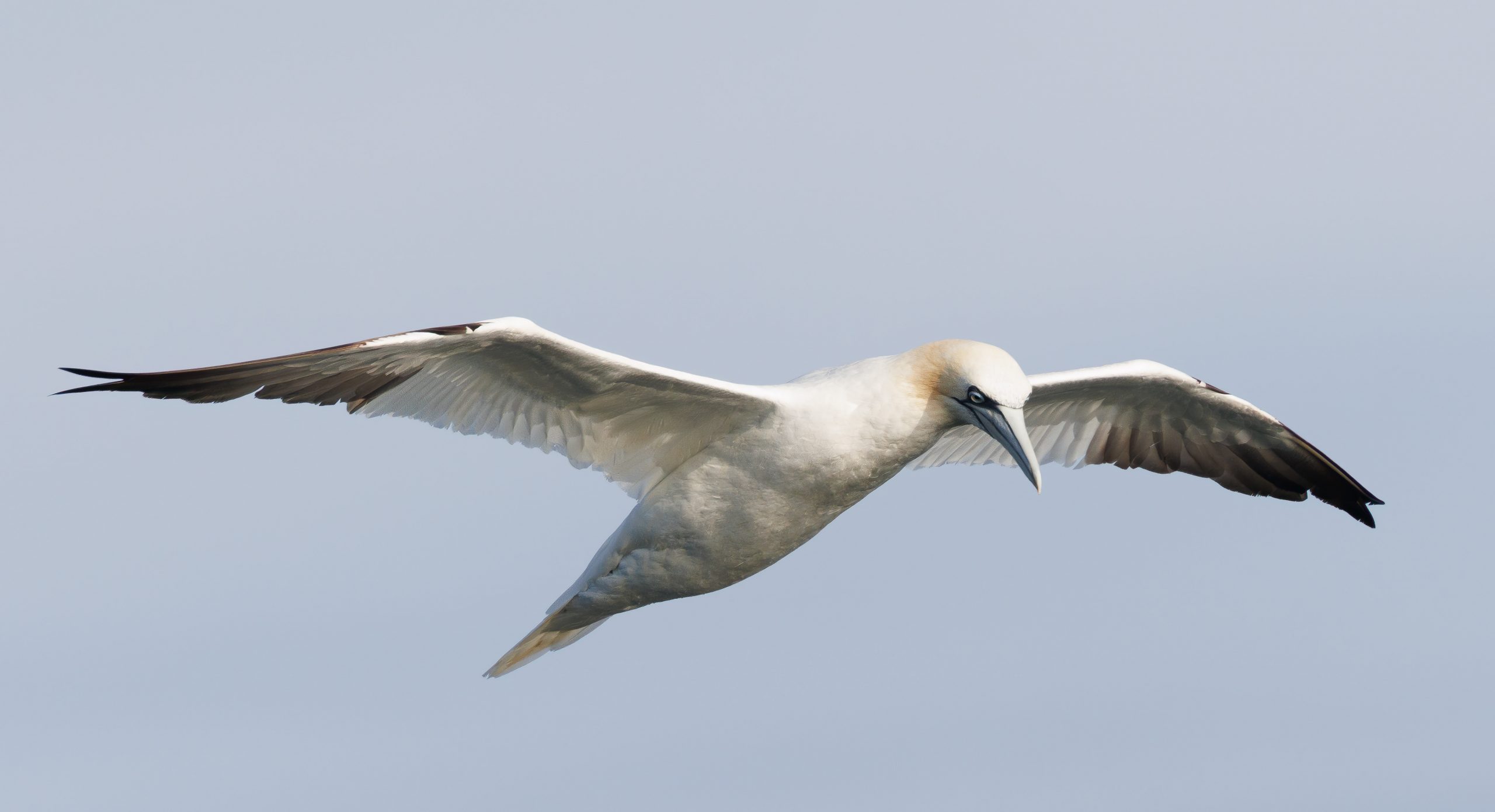 De Waddenzee op met de Dageraad.