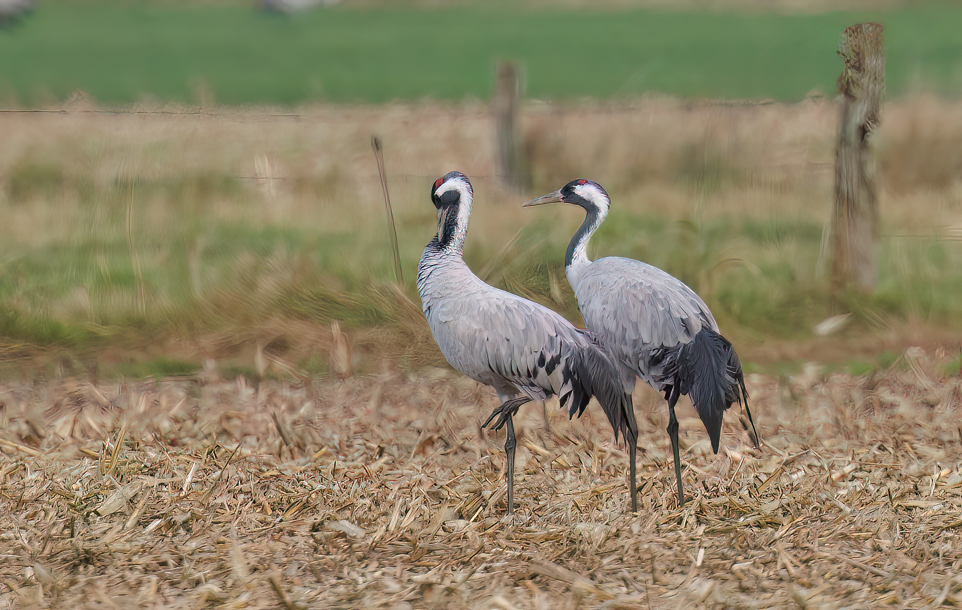 Kraanvogels in Diepholz